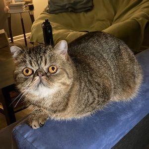 Meet your Posher, Farah